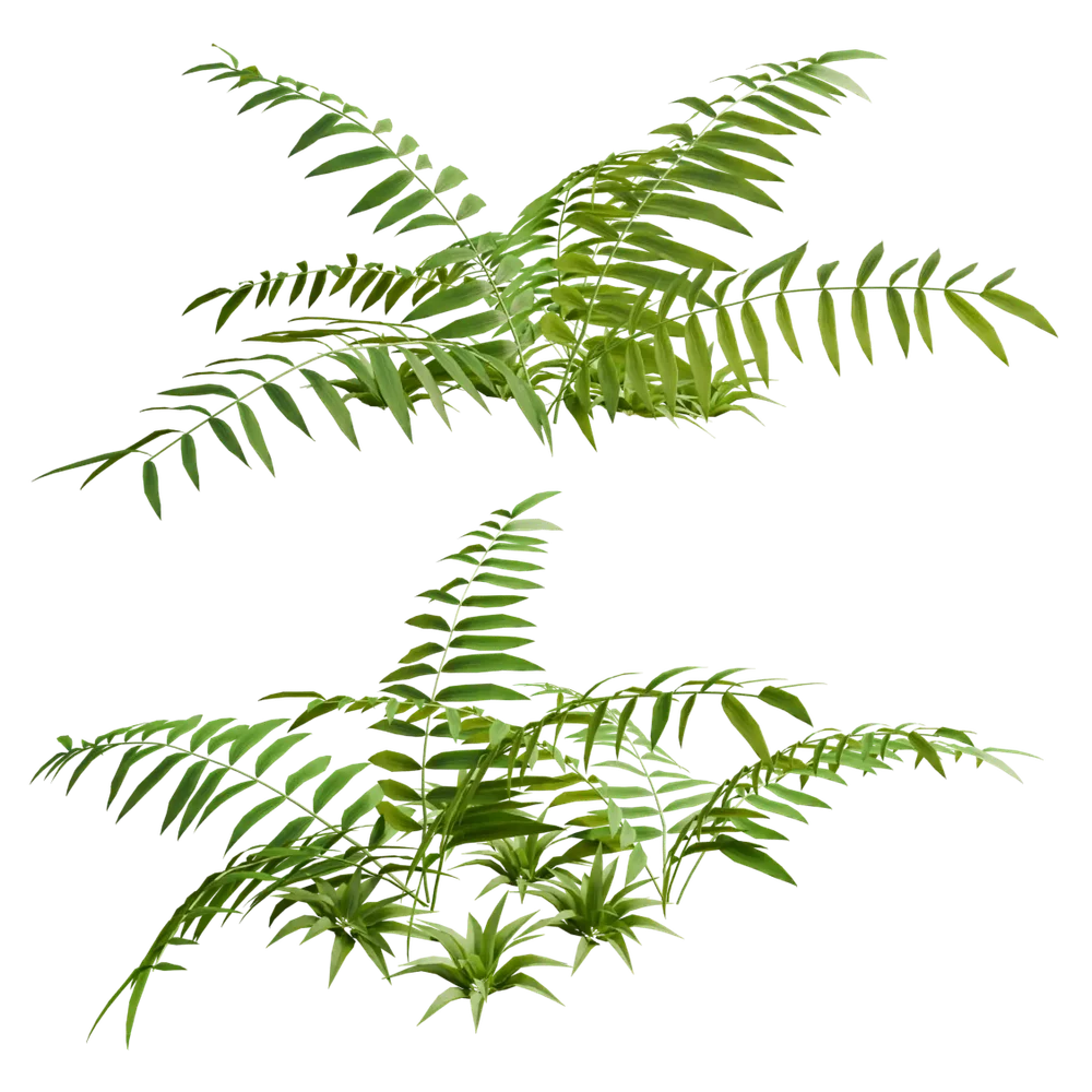 Outdoor Shrubs