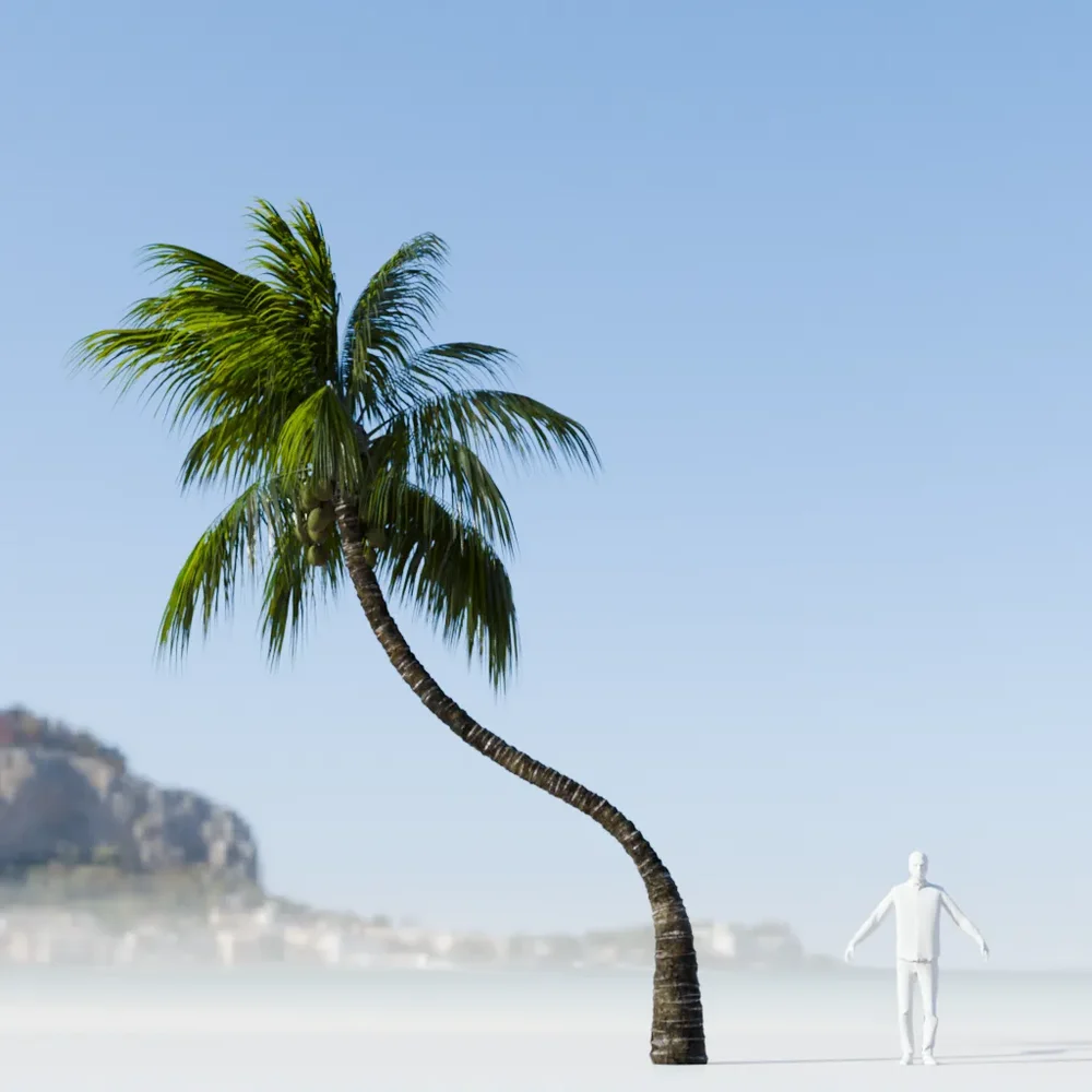 Coconut Tree