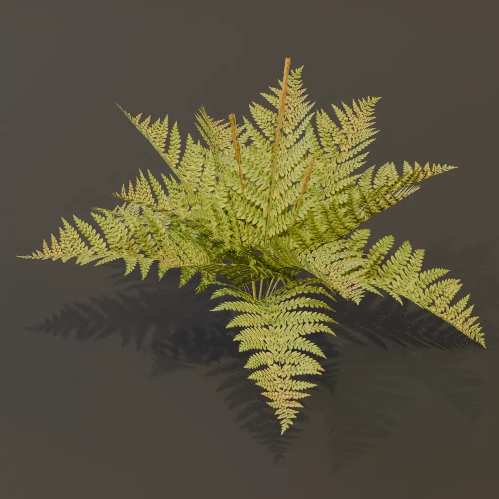 Cinnamon Fern Med Var