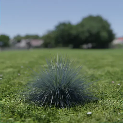 Festuca Glauca