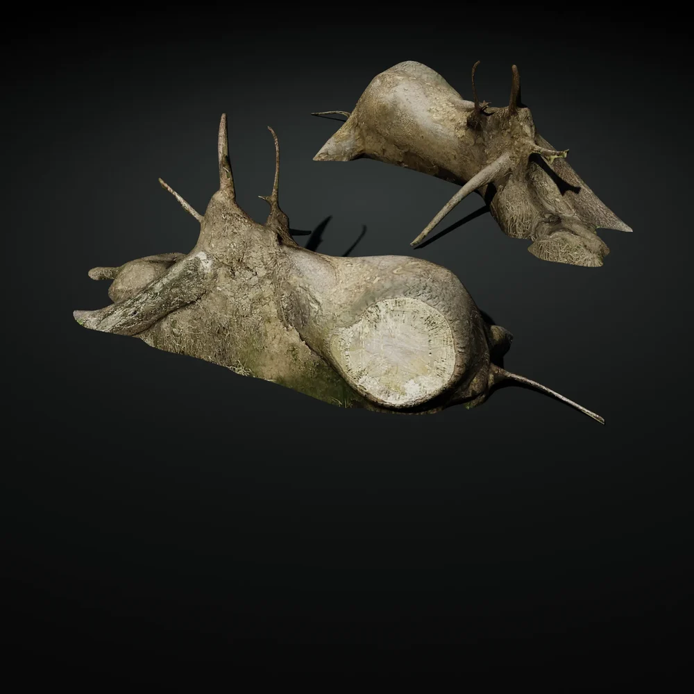 Stump 08