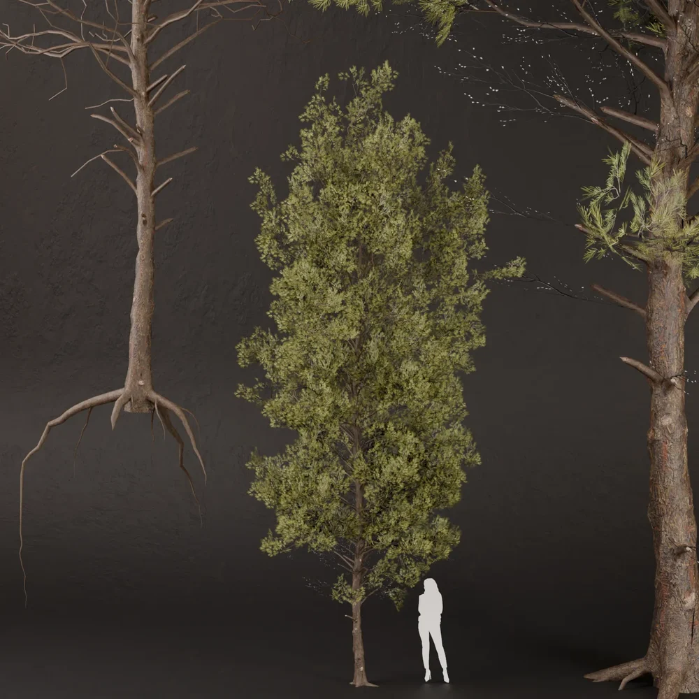 Sj-Deep Pine Enclave