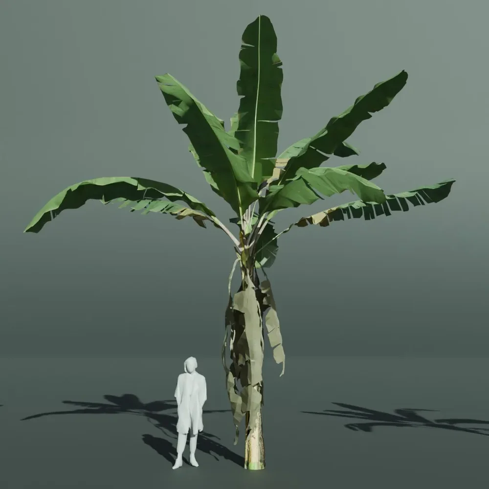 Tropical Banana Tree Old