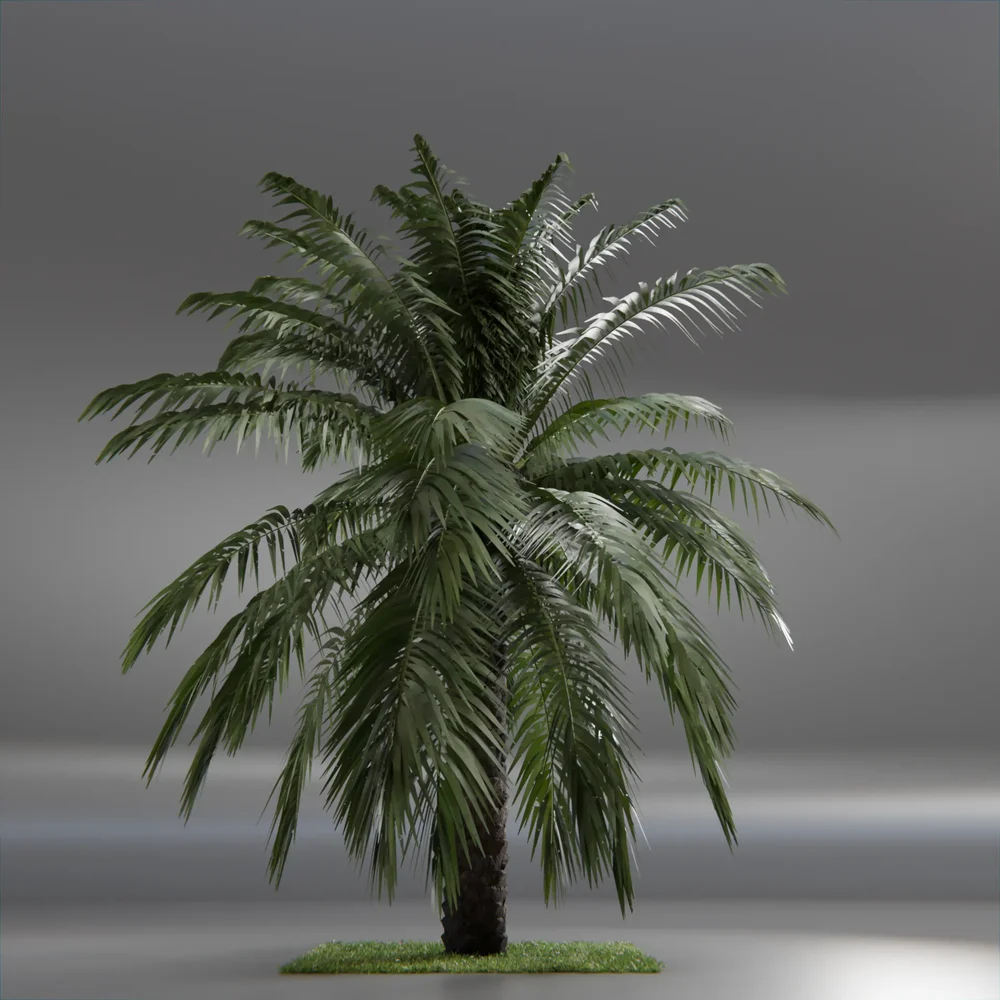 Dactylifera Palm Tree Animated