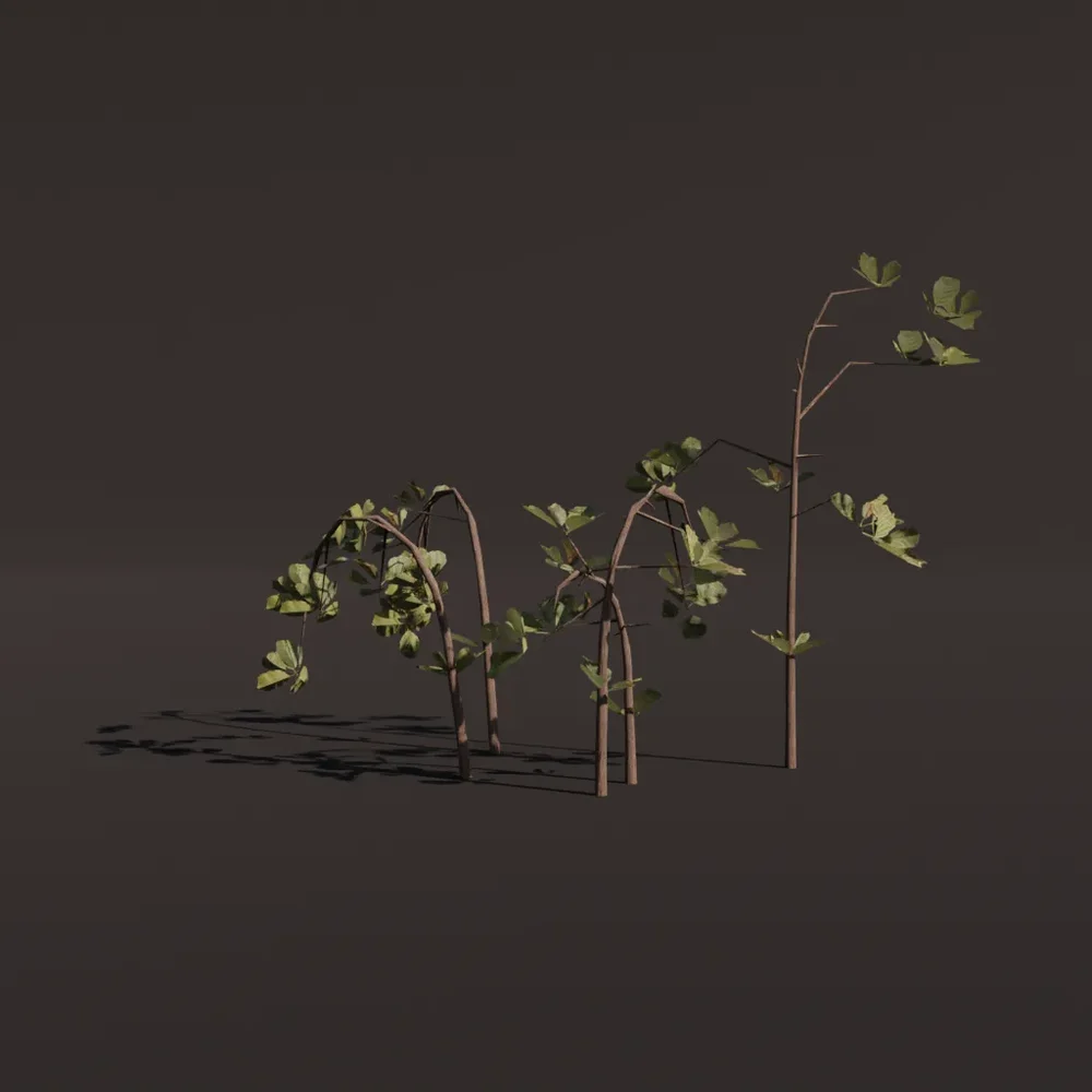 Tree Alder D1 Sapling