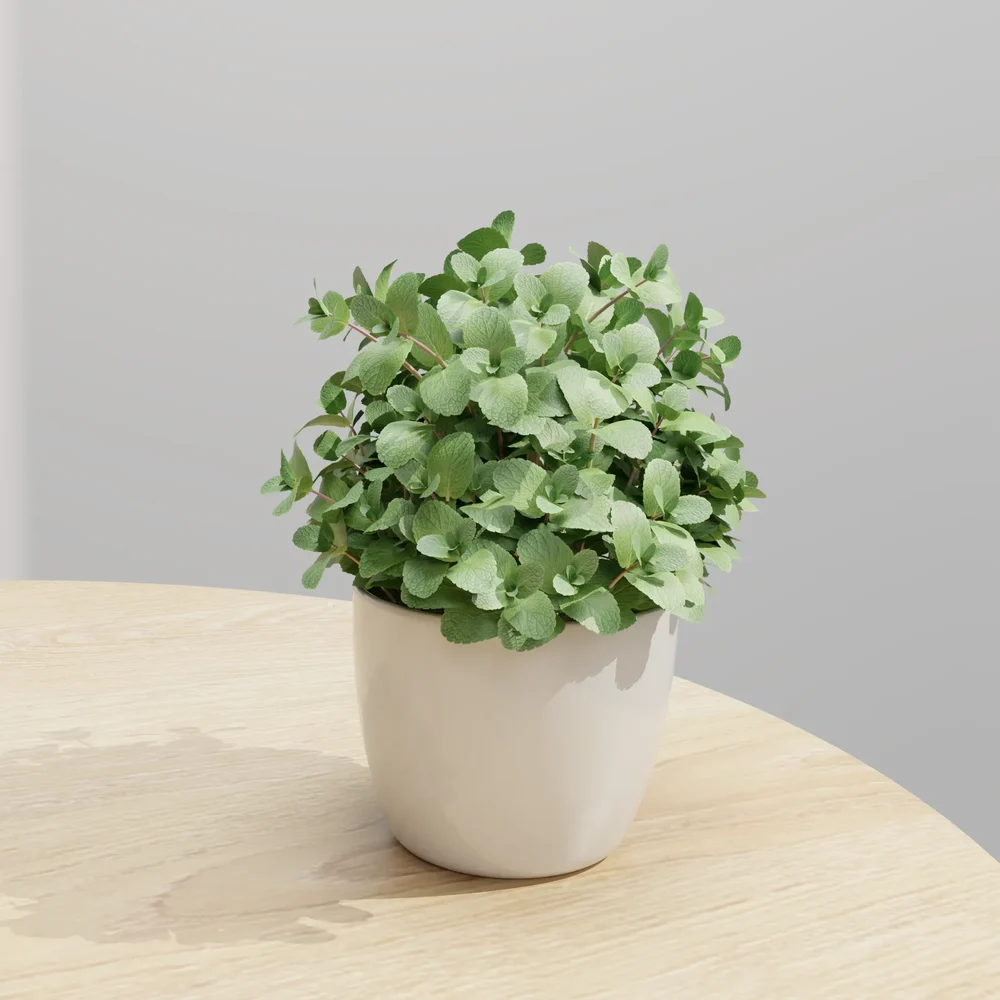 Mint Plant In White Ceramic Pot
