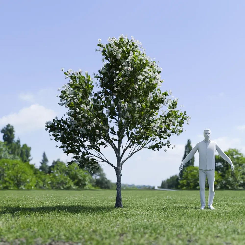 Magnolia Tree