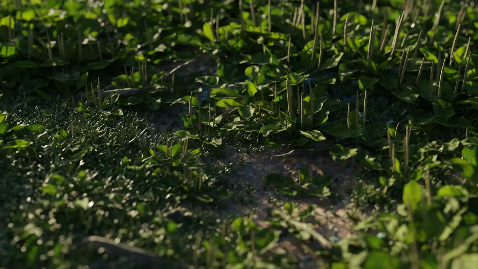 Broadleaf Plantain