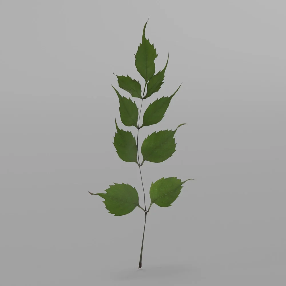 Small Branch