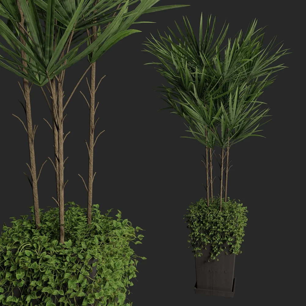 Palm Plant