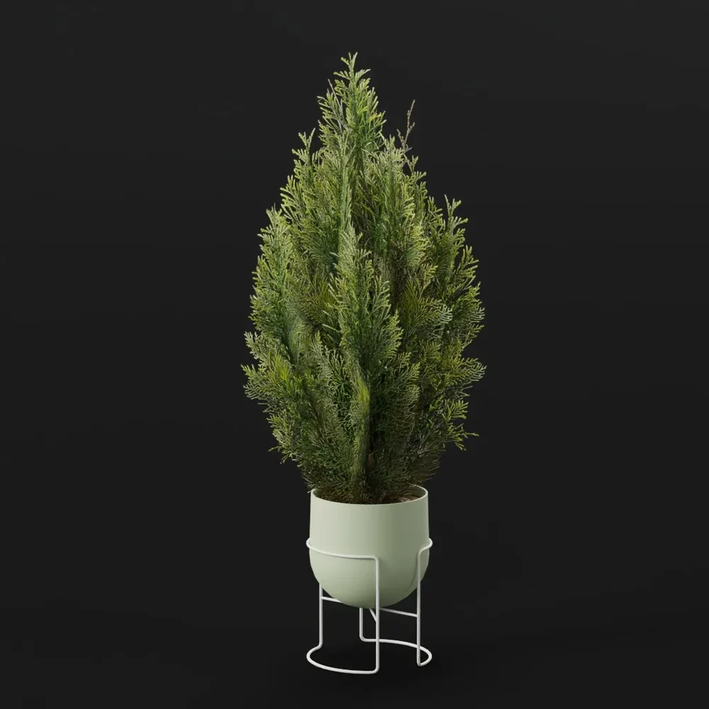 Red Cedar Bush Small Pot