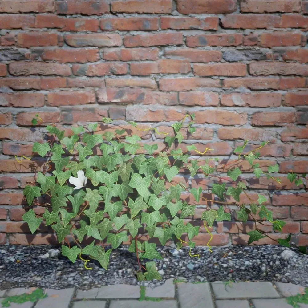 Ivy Creeper Edge 2m 01 02