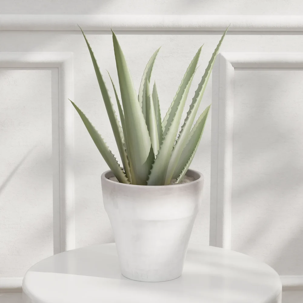 Aloe Vera Potted Plant
