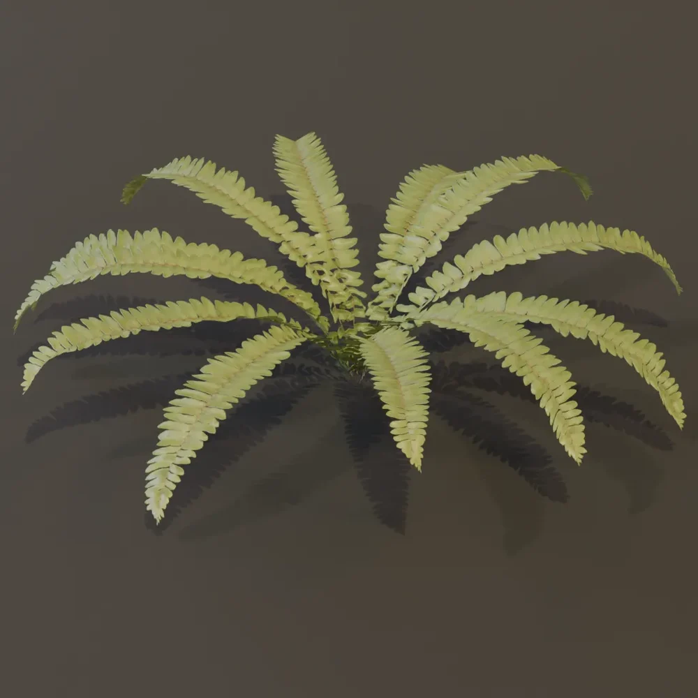 Hart Tongue Fern Med