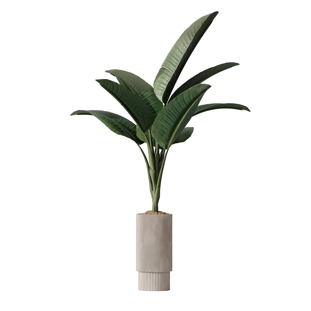 Plants Bird Of Paradisebird Vase
