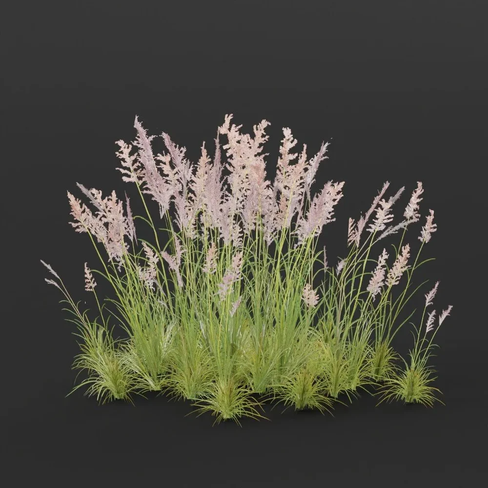 Purple Reed Bush