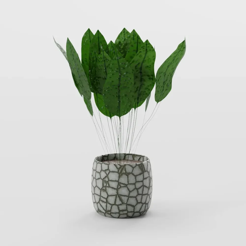 Indoor Tropical Plants