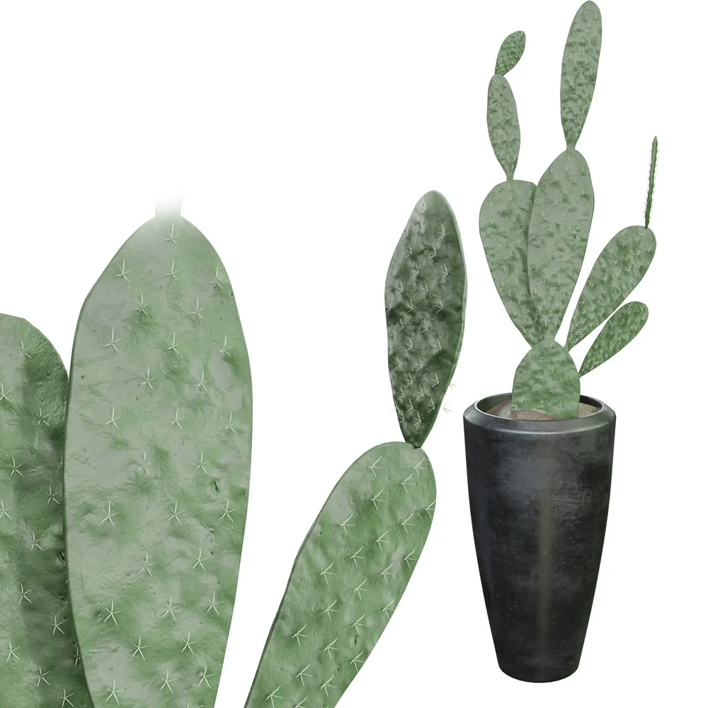 Cactuses Setc