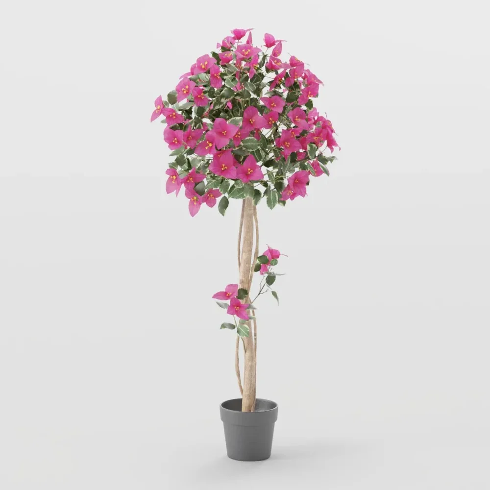 Bougainvillea Tree – Topiary Style