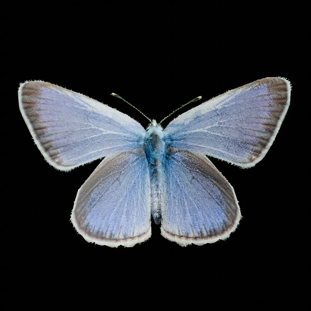 Real Butterfly