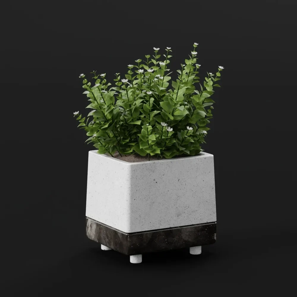 White Blooms In Modern Planter
