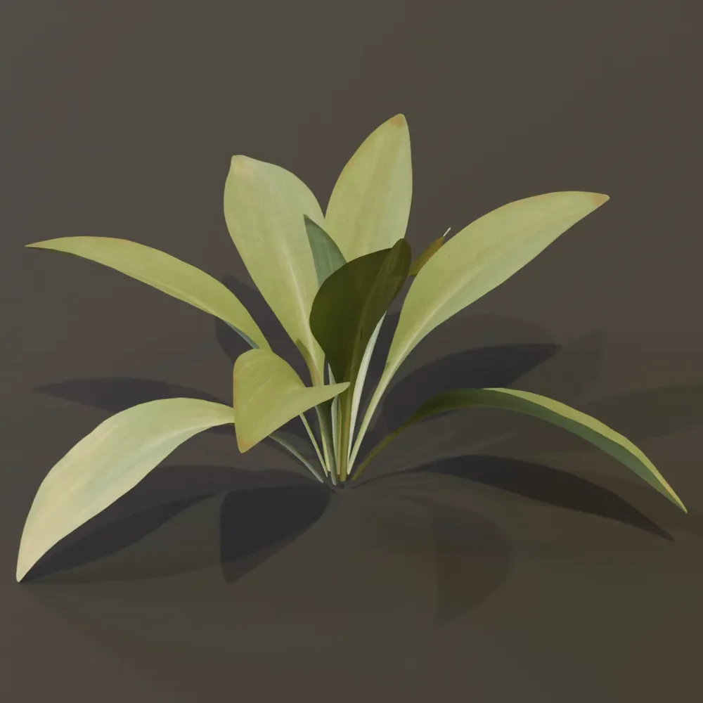 Haran Cast Iron Plant Juvenile