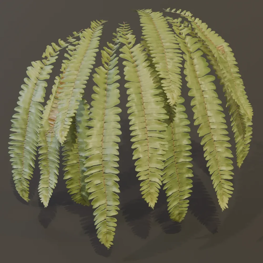 Hart Tongue Fern Wall Var