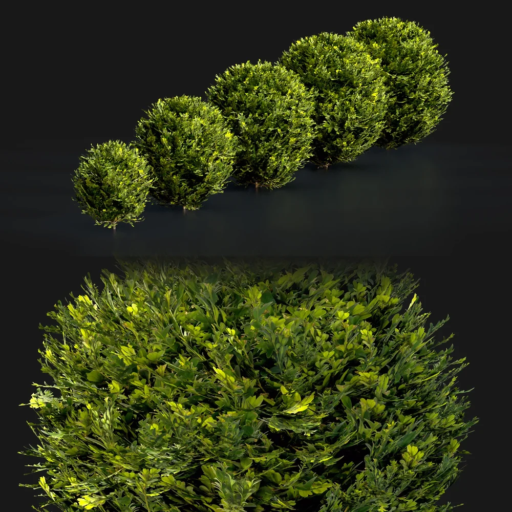 Boxwood Spherical Collection