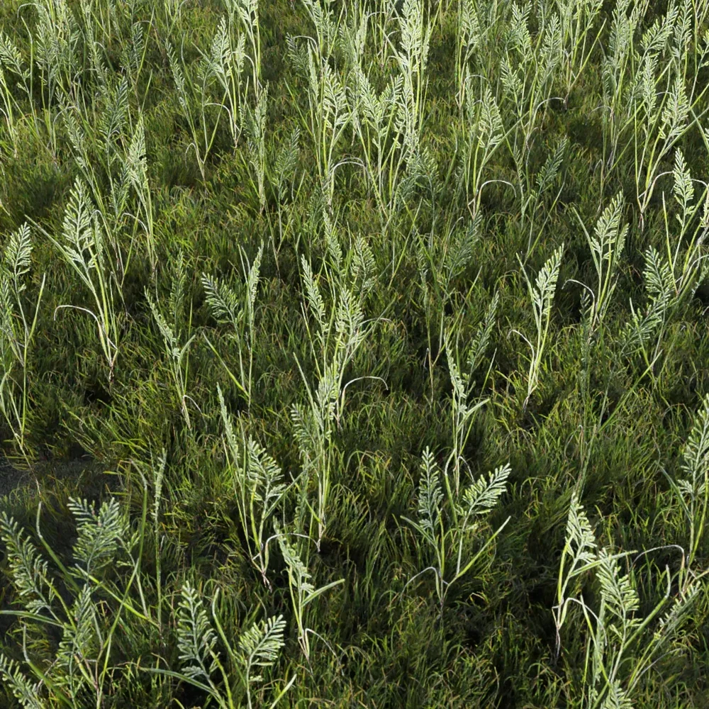 Grass Generic Large Moore