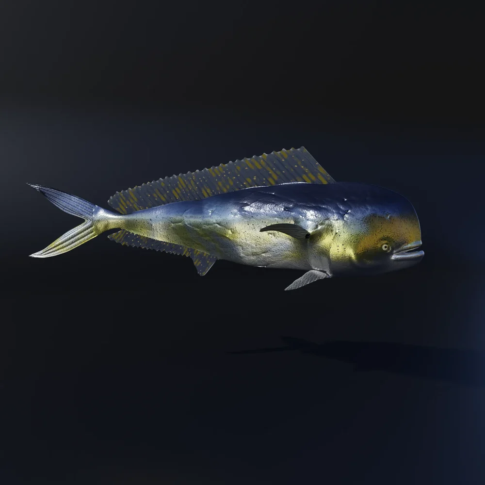 Rigged Mediterranean Fish (Llampuga- Male)