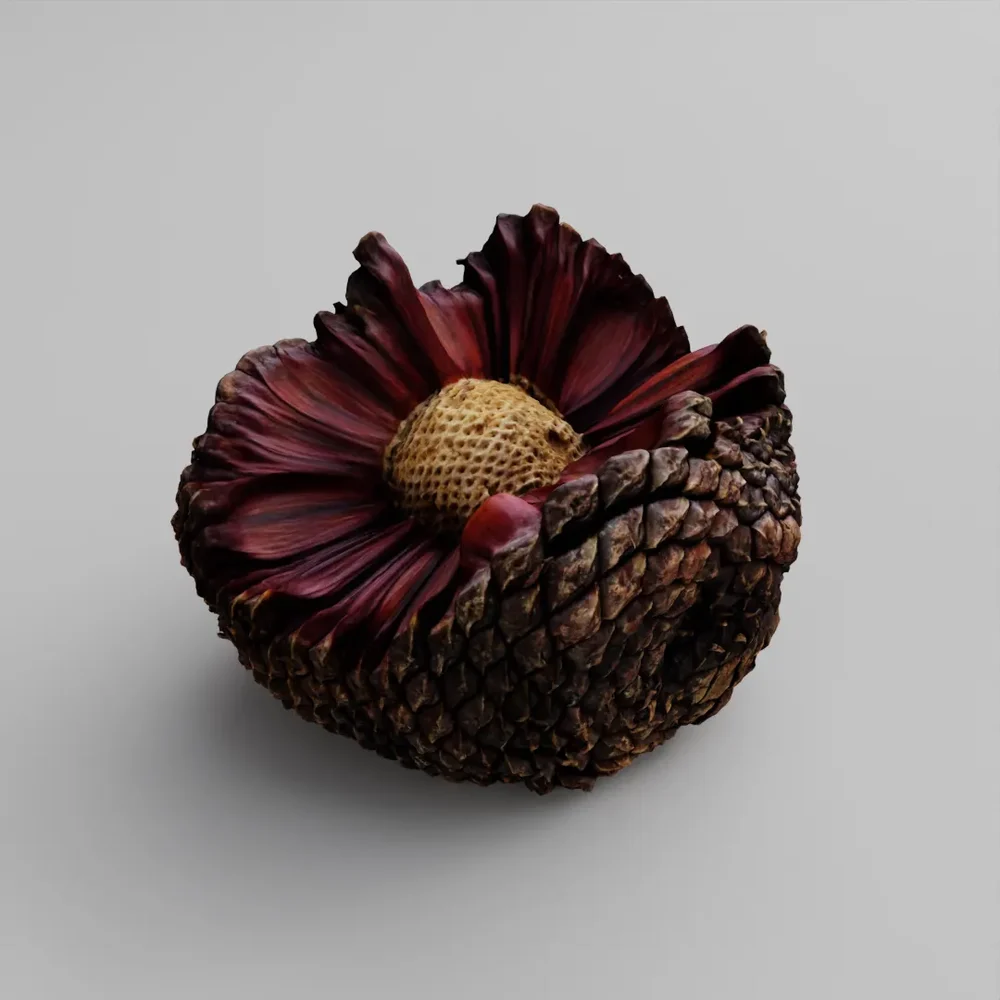 Open Araucaria Pine Cone