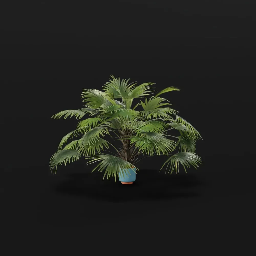 Chinese Palm Large Plant Potted