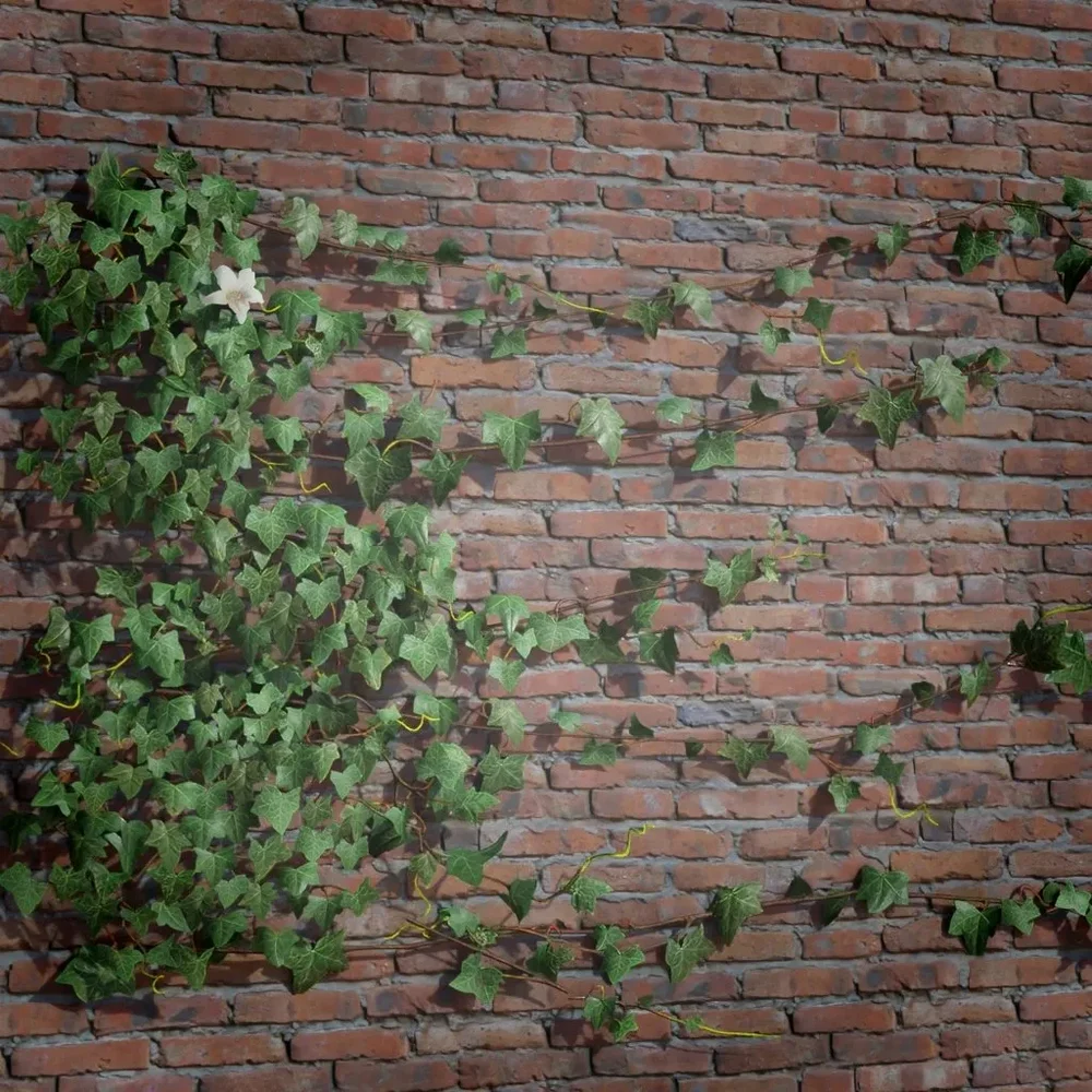 Ivy Creeper Side 2m 01