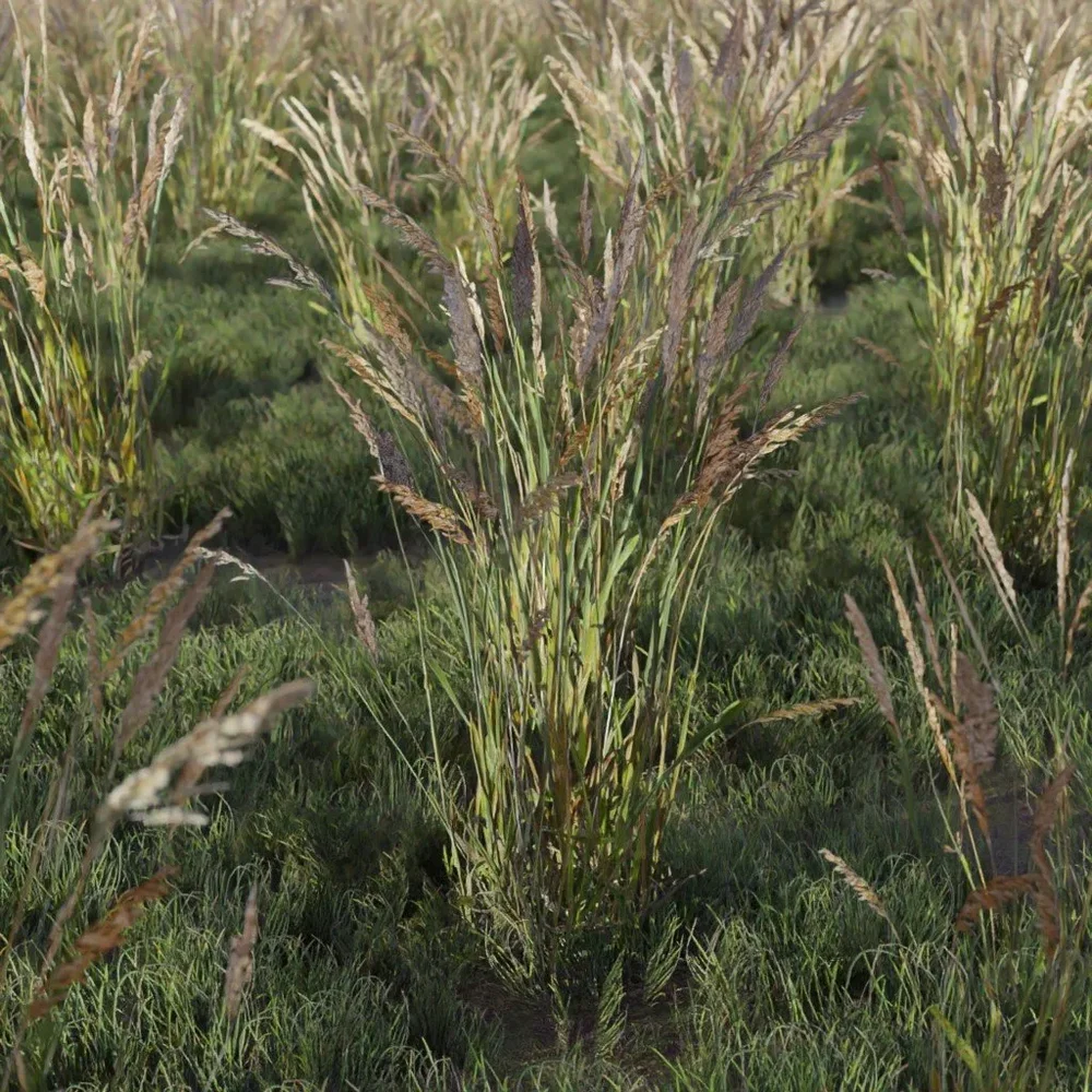 Grass Feather Reed