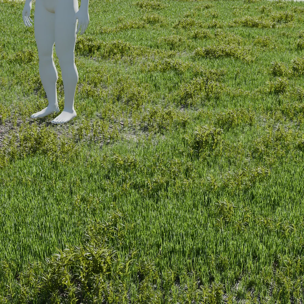 Grass Field