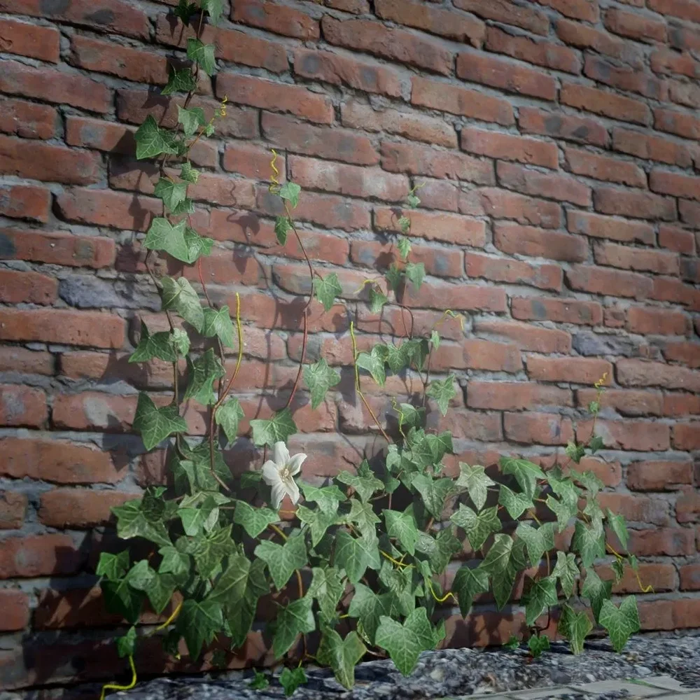 Ivy Creeper Going Up 1m 03