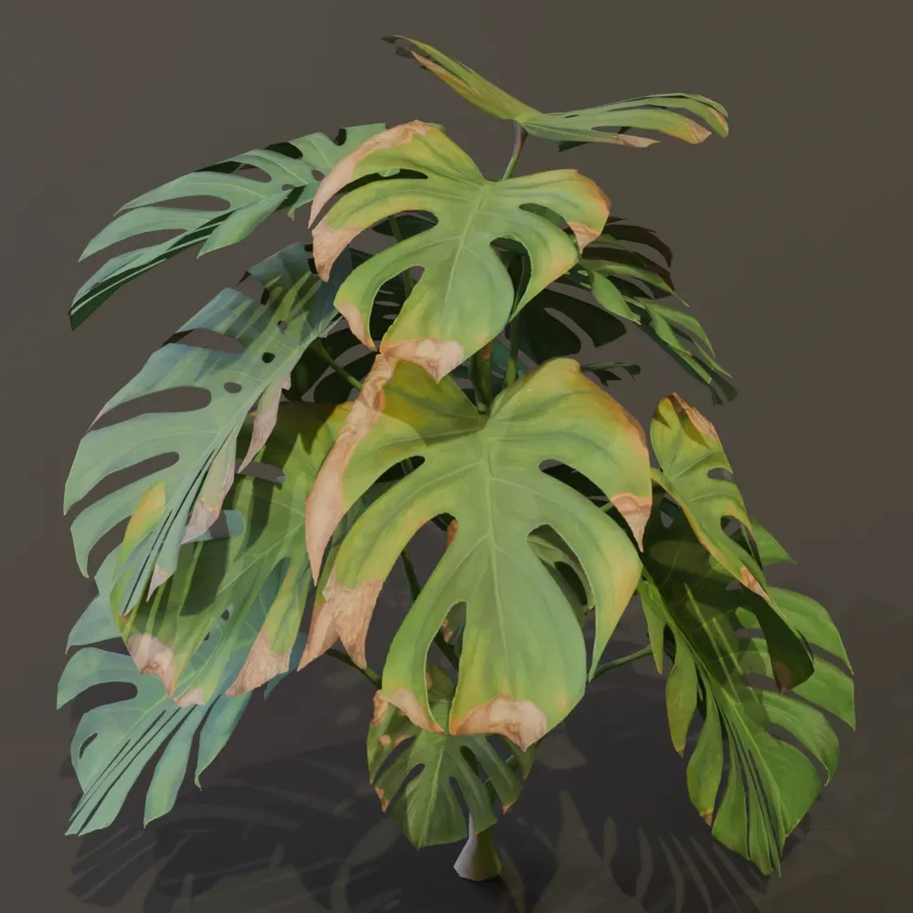 Monestera Plant Elder