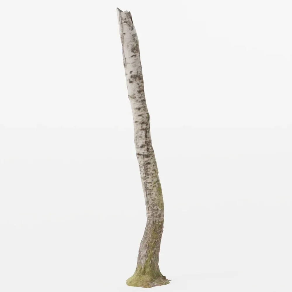 Birch Tree Trunk Forest Pbr Scan 04