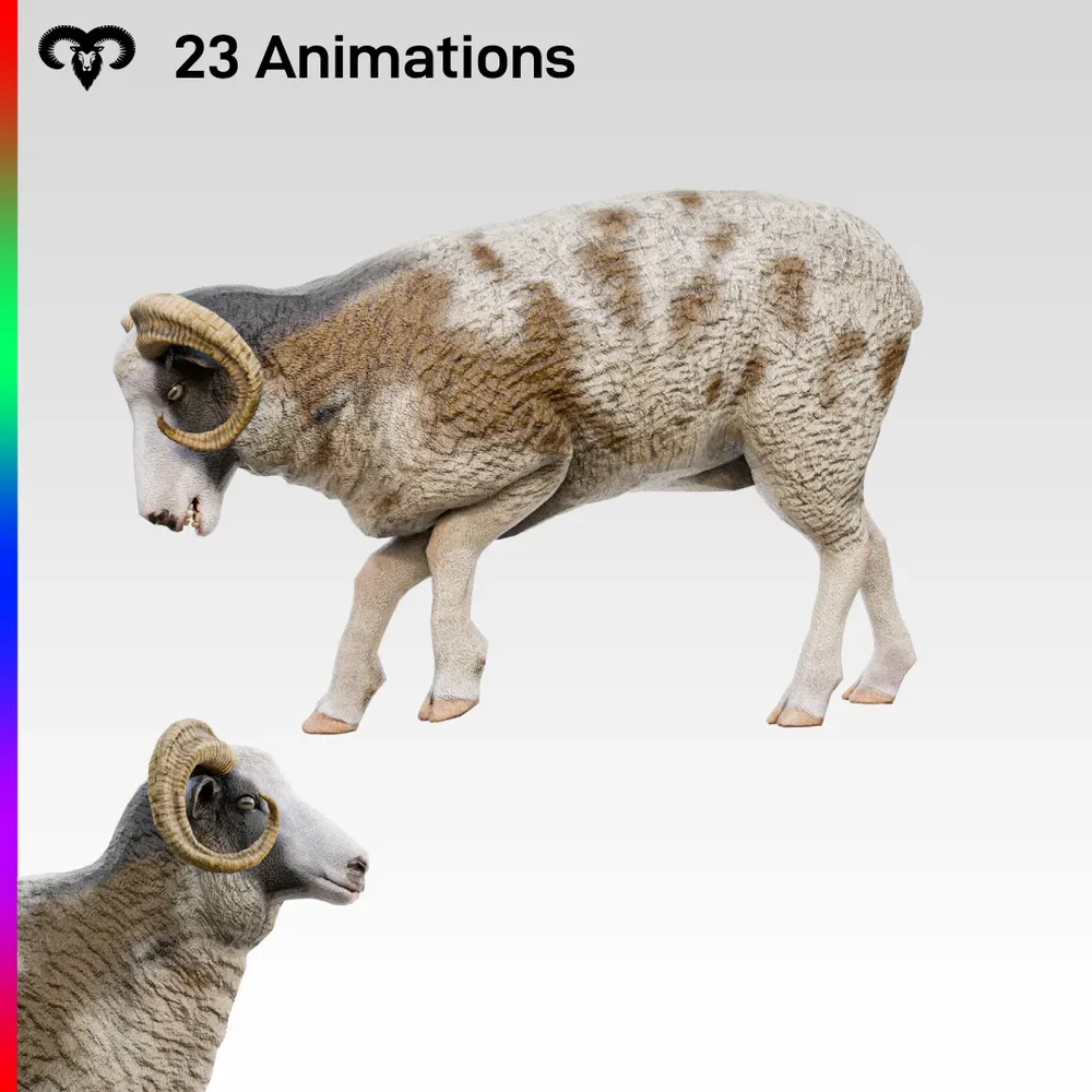 Sheep Male Animated