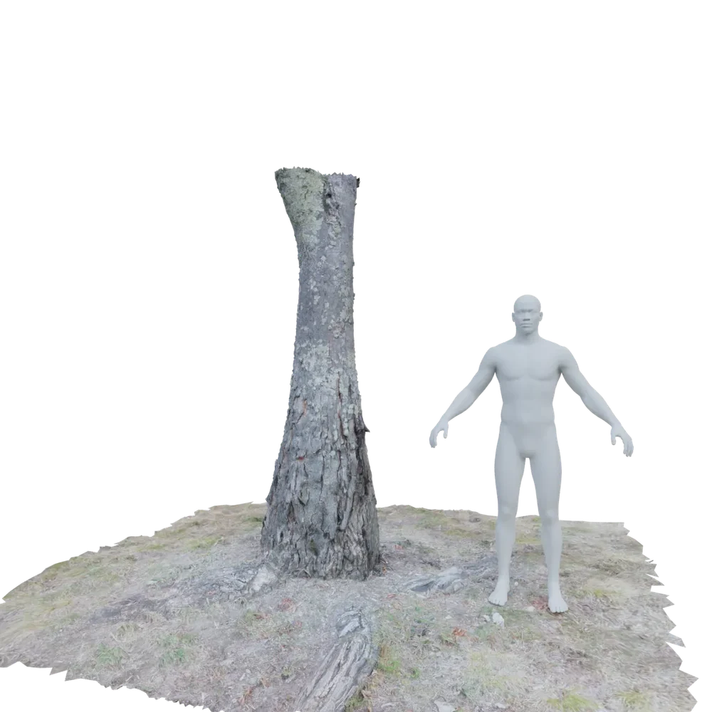 Tree Bark Scan