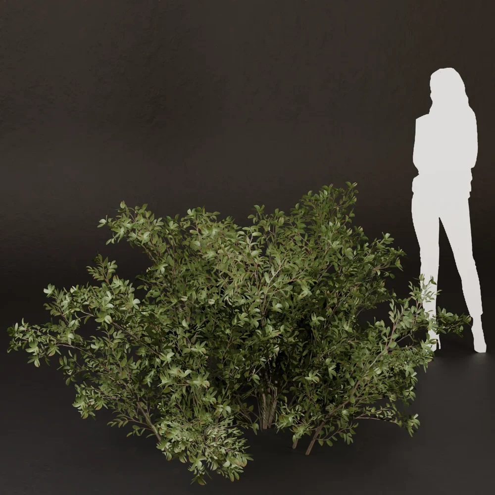 Sj-Lush Wild Nature Bush