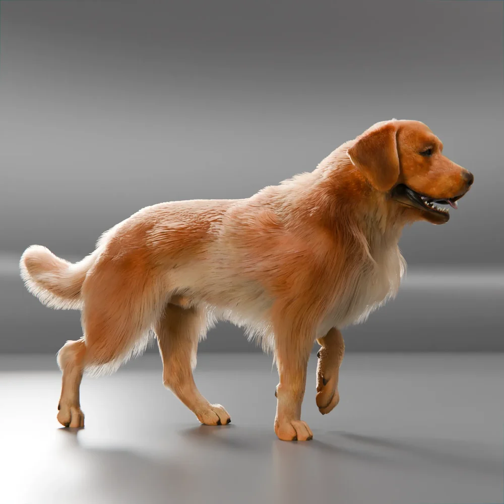 Dog Golden Cycle Animated