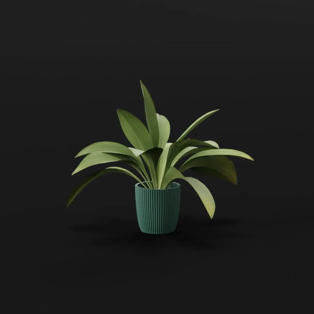 Haran Iron Plant Young Var Potted