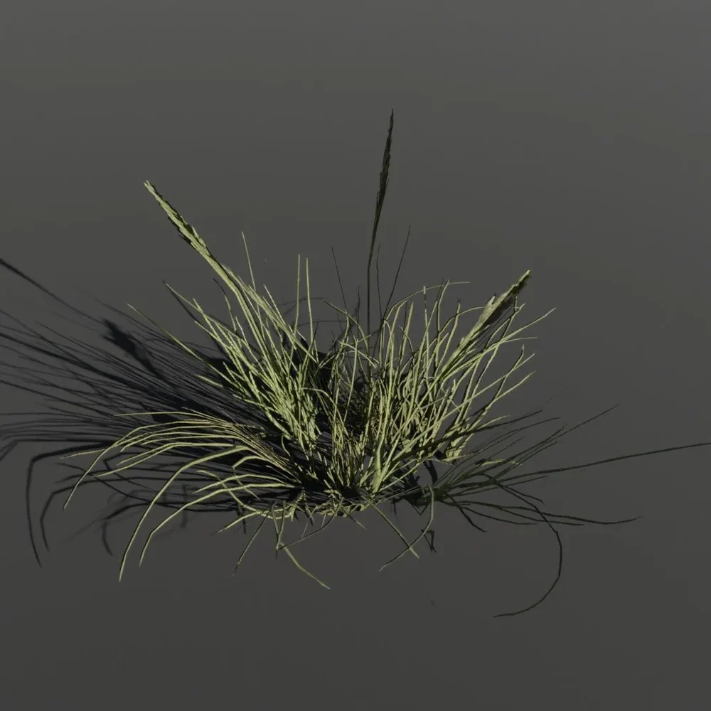 Plant Poa Alpine Small