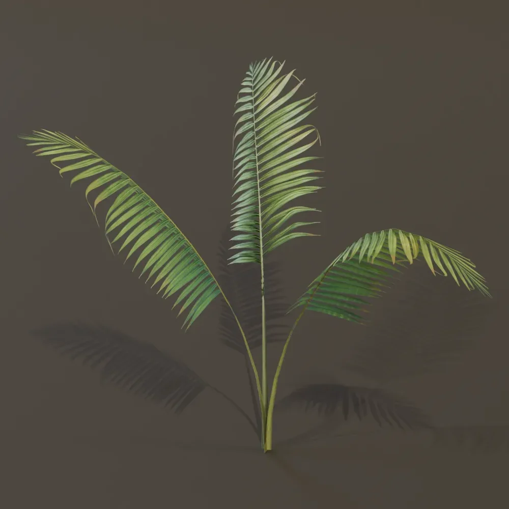 Small Palm Small