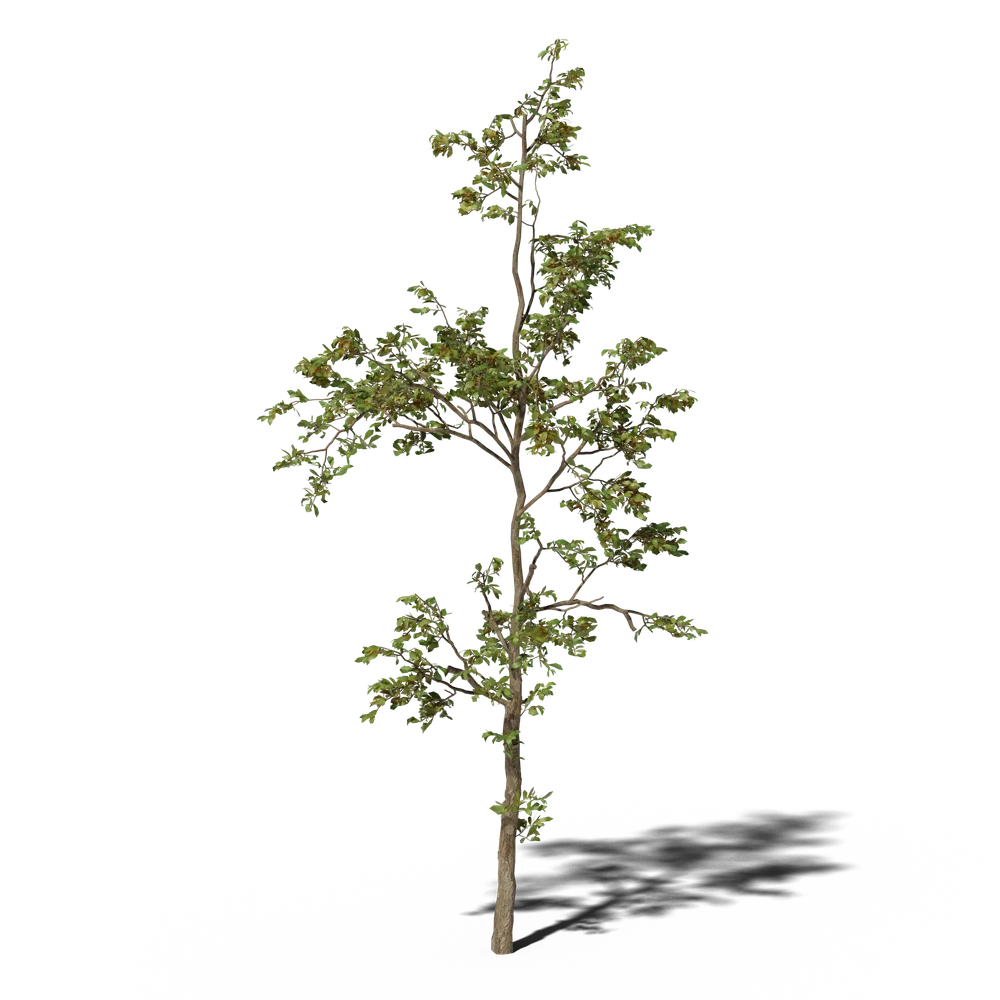 Combretum Molle Tree V1