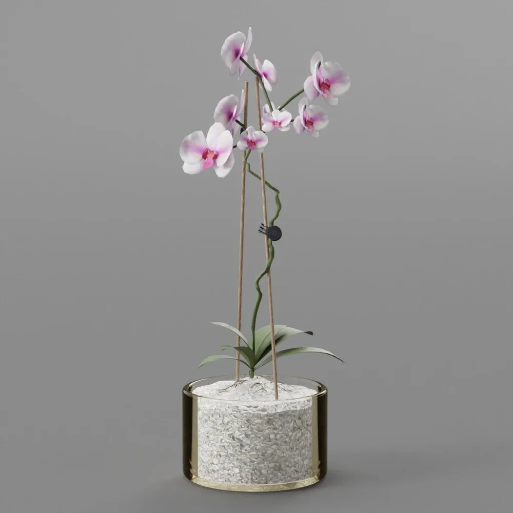 Moth White Purple Orchid