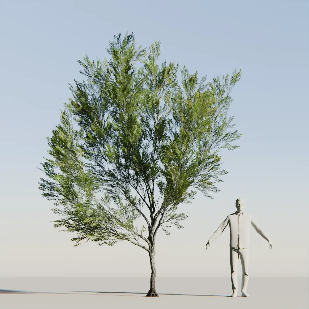 Coral Bark Tree Animated Lowpoly