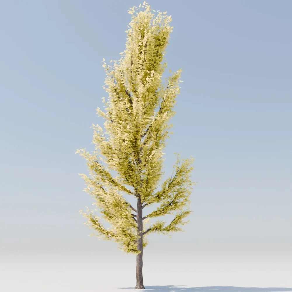 Tree 45 Ginko Biloba