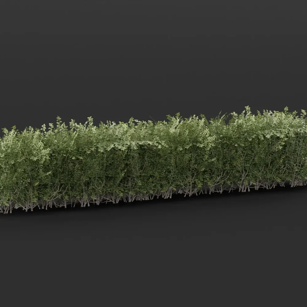 Boxwood Hedge 4m Variation